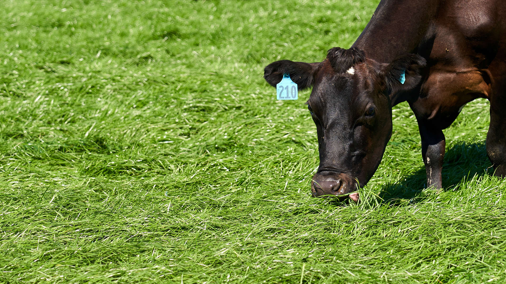 Cows grazing fresh pasture