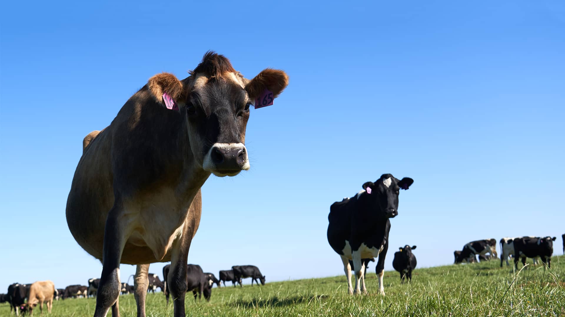 Southern Pastures cow close up