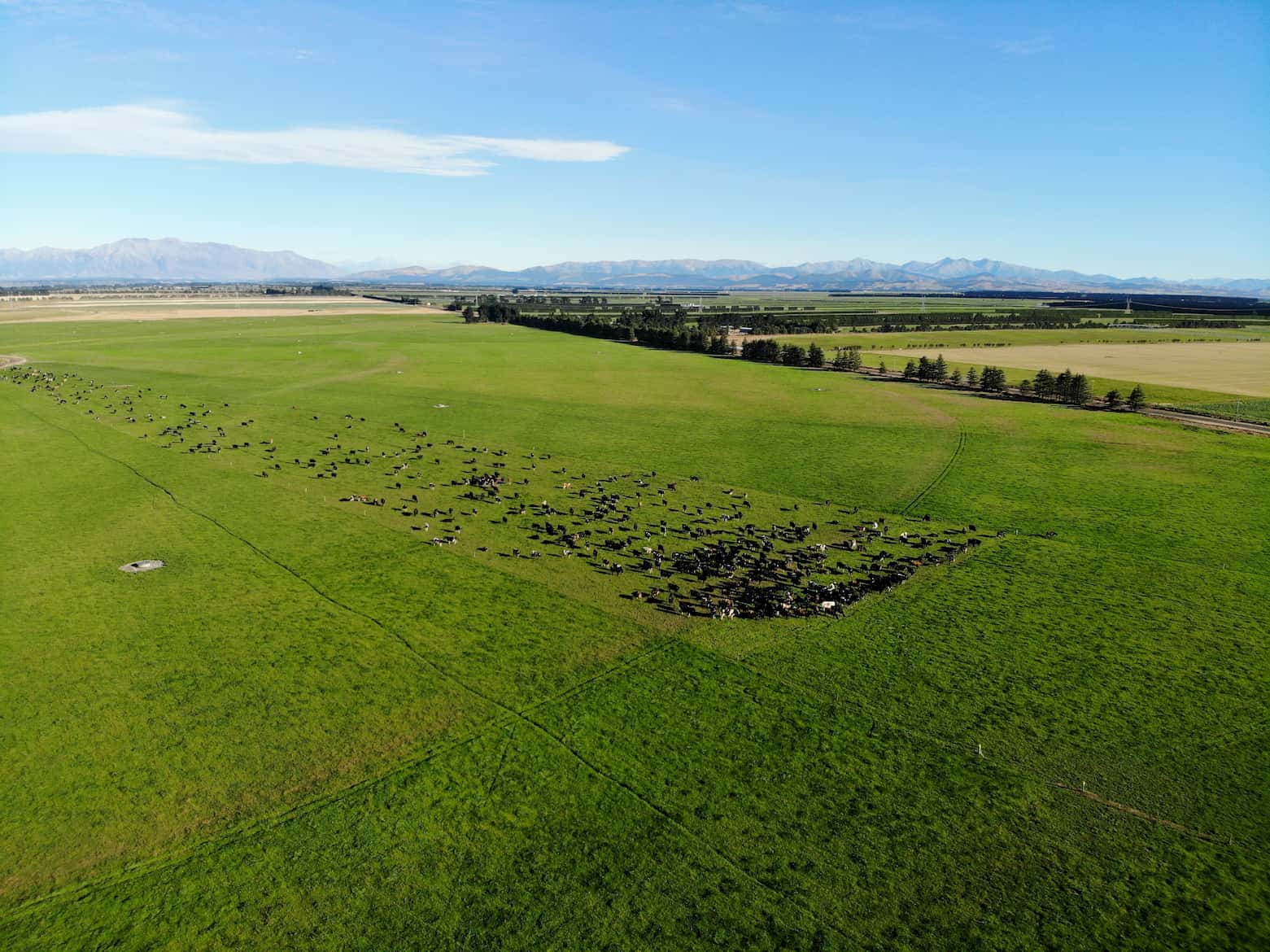 Southern Pastures: Measuring the business case for good welfare, Southern Pastures