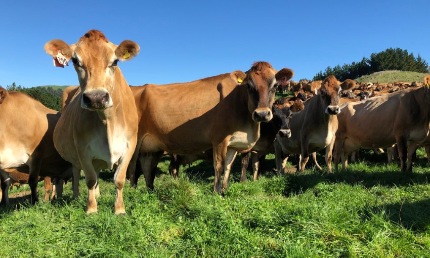 Carbon-neutral dairy farming isn’t just sustainable, it’s more profitable too, Southern Pastures