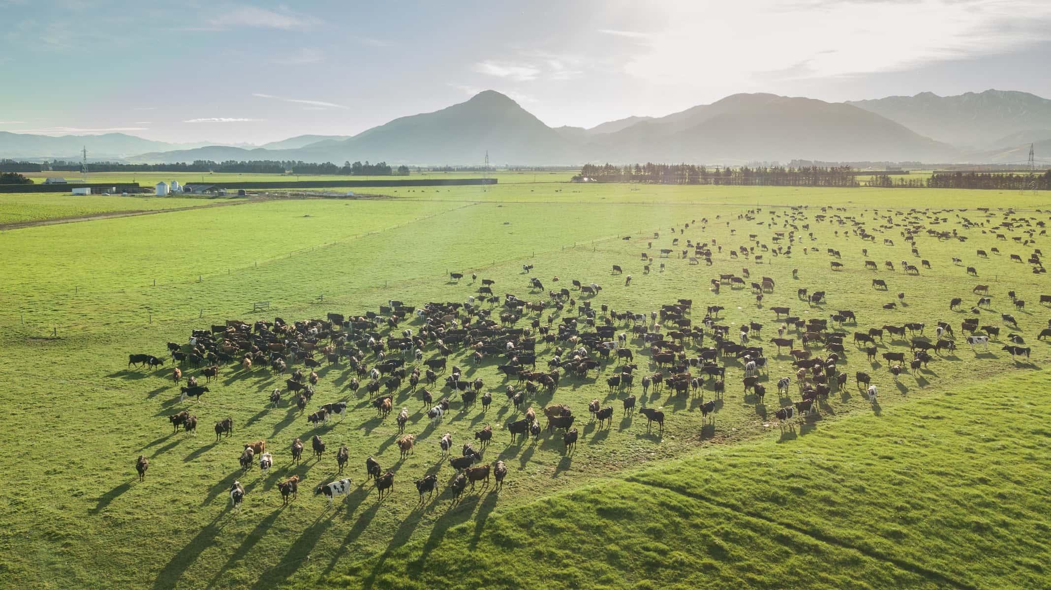 Cows free-ranging on a Southern Pastures farm