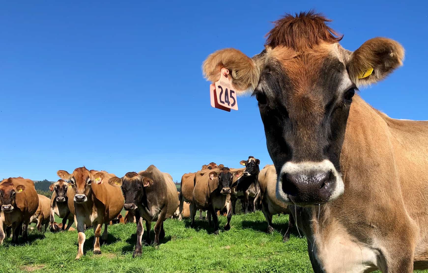 Southern Pastures cow in pasture