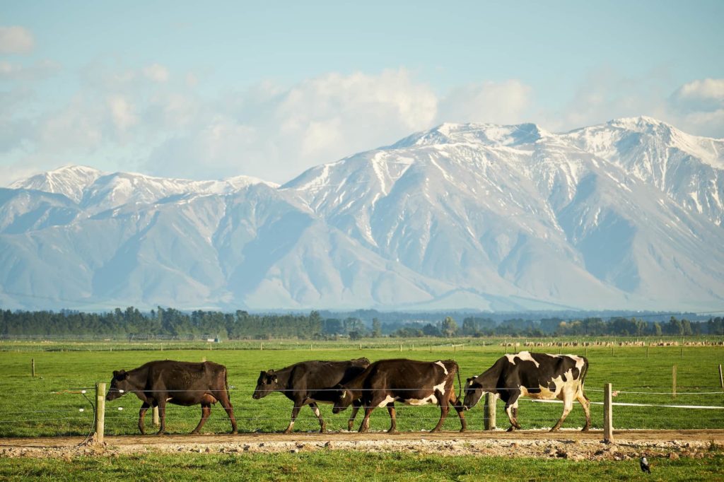 Cows walking on a Southern Pastures dairy farm