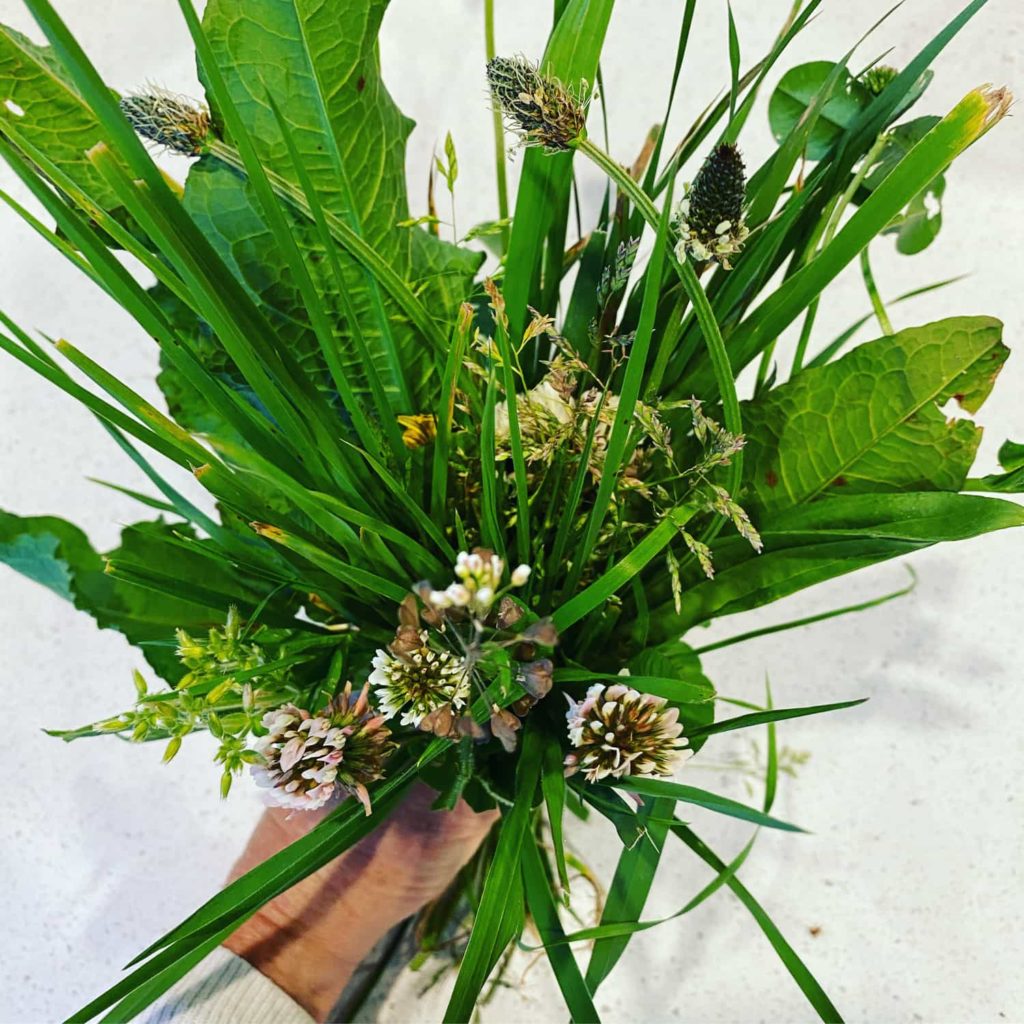 A bunch of grasses from a Southern Pastures dairy farm