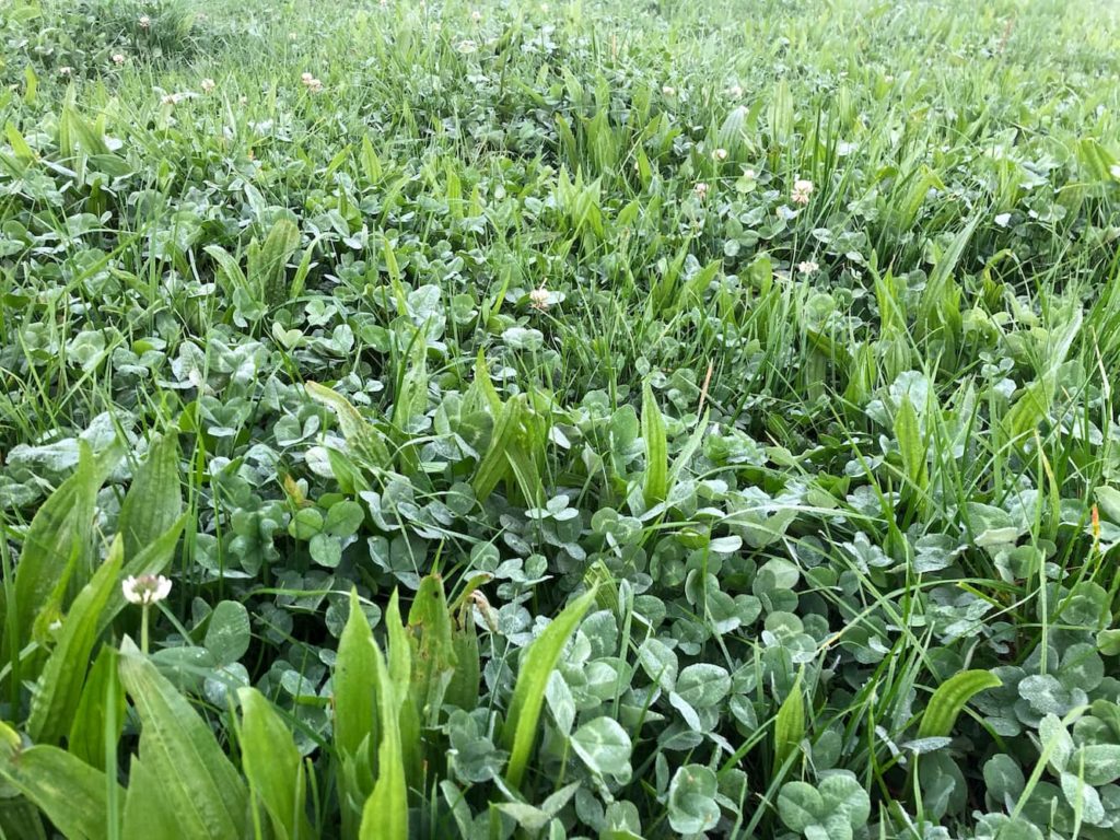 A field of grass on a Southern Pastures NZ dairy farm