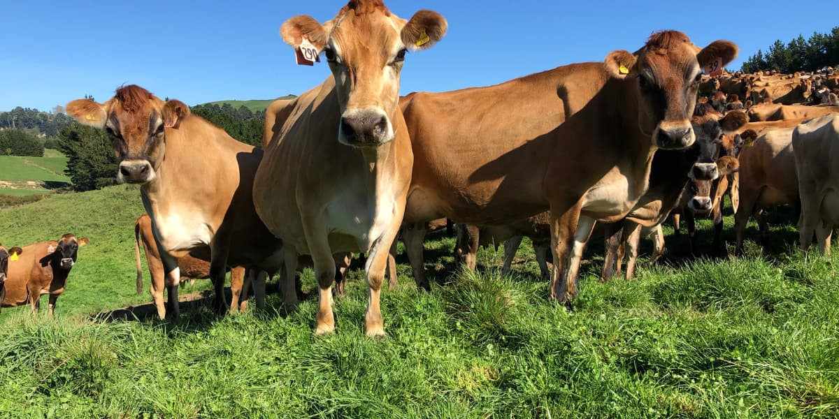Southern Pastures still greener, Southern Pastures